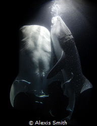 “Midnight snack”

Two whale sharks feeding at night at ... by Alexis Smith 